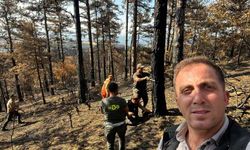 Sakarya’da yanan ormanlık alanlar tekrar hayata dönüyor