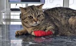 Düzce'den 420,3 ton kedi köpek maması ihraç edildi