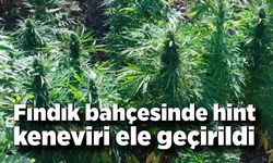 Fındık bahçesinde 16 kök hint keneviri ele geçirildi