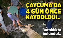 Çaycuma'da kaybolan büyükbaş hayvan bataklıkta bulundu