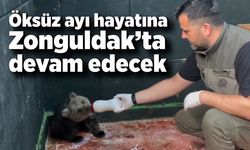 Öksüz ayı Sinop’ta kurtarıldı, hayatına Zonguldak’ta devam edecek