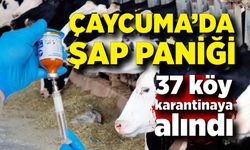 Çaycuma’da şap alarmı: 37 köy karantinaya alındı