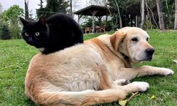 Düzce'den 800 tona yakın kedi köpek maması ihraç edildi