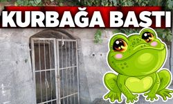 Kurbağa bastı