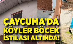 Çaycuma’da köyler böcek istilası altında!