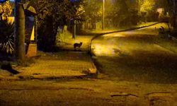 Çakallar şehir merkezinde sürü halinde görüldü