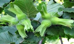 Düzce'den AB ülkelerine 15 bin 760 ton fındık gönderildi