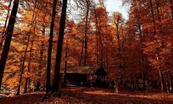 Yedigöller Milli Parkı ziyaretçi akınına uğradı