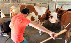 Şapa karşı 'hayvanlara küflü domates yedirmeyin, idrar içirmeyin' uyarısı