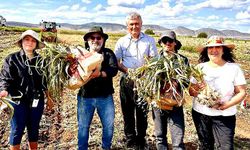KBÜ’den sarımsak üreticilerine bilimsel destek