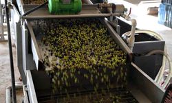 Adana'da zeytinin yağ yolculuğu başladı