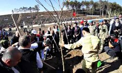 Bolu’da yanan orman yeniden yeşeriyor