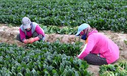 Kış sebzesi ıspanakta hasat bolluğu