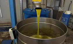 Zeytinde rekolte düşük, ancak yağda kalite yüksek