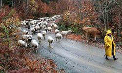 Yaylalardan kış göçü başladı