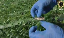 Binlerce uyuşturucu hapı yapay çimin içerisine sakladılar