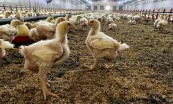 Üreticilere Kuş Gribi riski uyarısı