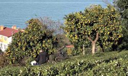 Derepazarı mandalinasında hasat başladı