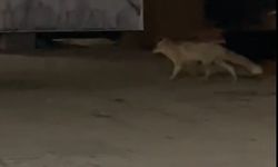 Aç kalan tilki şehir merkezine indi