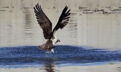 Kuş fotoğrafçıları avlanan balık kartallarını görüntüledi