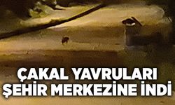 Çakal yavruları şehir merkezine indi