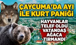 Çaycuma'da ayı ile kurt paniği: Hayvanlar telef oldu, vatandaş ağaca tırmandı