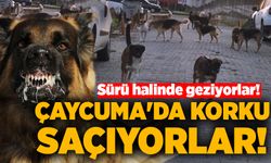 Çaycuma'da korku saçıyorlar: Sürü halinde geziyorlar!
