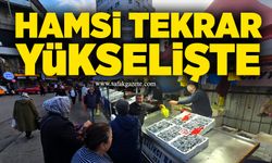 Hamsi tekrar yükselişte