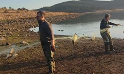 Bolu’da 5 kilometrelik hayalet ağ toplandı: 500 balık canlı kurtarıldı