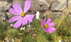 Ağrı'da kasım ayında açan çiçekler şaşırttı