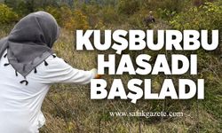 Kuşburbu hasadı başladı