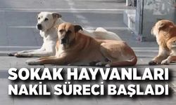 Devrek’te Sokak Hayvanları Nakli Başladı