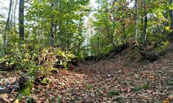 Yalova ormanlarında sonbahar güzelliği