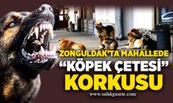 Zonguldak’ta mahallede “köpek çetesi” korkusu