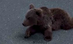 Yaralı yavru ayı DKMP’ya teslim edildi