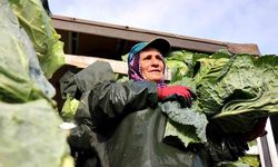 Emeğin adı kadın: Soğuk, çamur, yağmur dinlemeden üretime güç katıyorlar