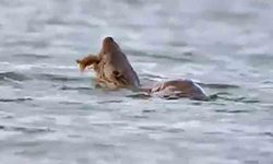 Su samuru avını yerken görüntülendi