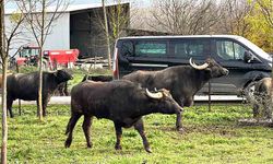 17 adet damızlık manda boğası üreticilere teslim edildi