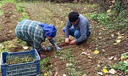 Devrek'te salep fidelerinin dikimine başlandı