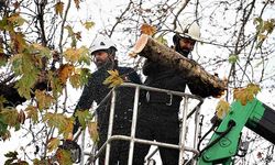 Kış hazırlığı: Ağaç budama çalışmaları sürüyor