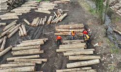 Orman ürünü ihracatı geçen yılın üstüne çıktı