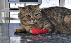 Bin 384,795 ton kedi köpek maması ihraç edildi