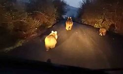 Anne ayı ve iki yavrusu cep telefonu kamerasına yansıdı