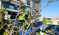 Erik ağacı aralık ayında meyve verdi