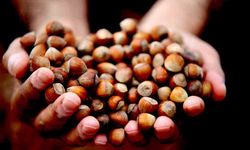 AB’ye 11 Ayda 16 bin ton fındık ihracatı