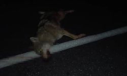 Araçların çarptığı kurt telef oldu