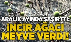 Aralık ayında şaşırttı: İncir ağacı meyve verdi!
