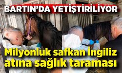 Milyonluk safkan İngiliz atına sağlık taraması