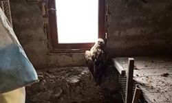 Bolu’da Yaralı Şahin Koruma Altına Alındı