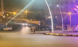 Caddede ilerleyen büyükbaş hayvanlar kamerada